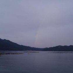 見たことのない魚