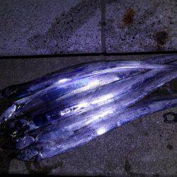 エソとタチウオを求めて!