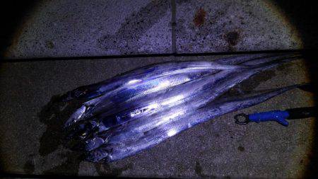 エソとタチウオを求めて!