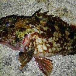 海も春爆か？（笑）