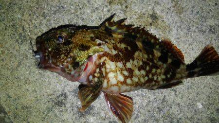 海も春爆か？（笑）