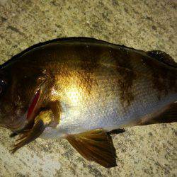 型も数もイイ感じでした！