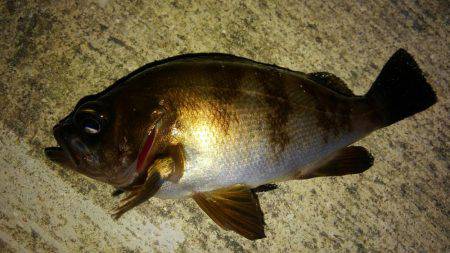 型も数もイイ感じでした！