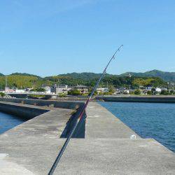 淡路のキスが釣れ始めました