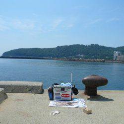 洲本砂場・洲本川で良型キスが釣れました