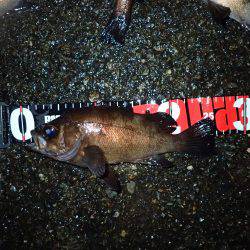 メバル終盤の追い込み!