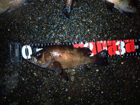 メバル終盤の追い込み!