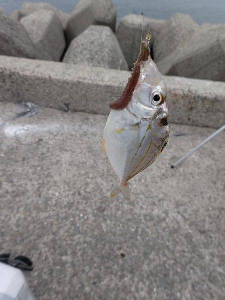 キス釣り。