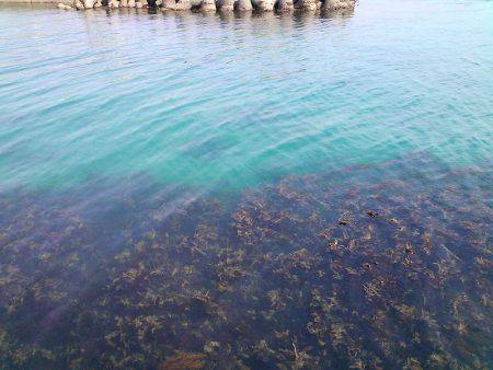 豆アジ＆ベラゲット！