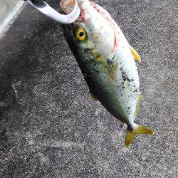 シーバス朝練釣行