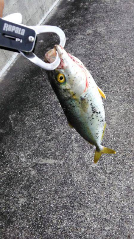 シーバス朝練釣行