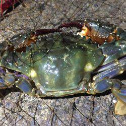 焼津　ふぃしゅーな　アオリイカ好調　その他の魚も好調