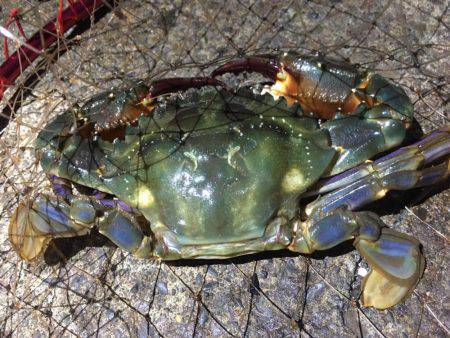 焼津　ふぃしゅーな　アオリイカ好調　その他の魚も好調