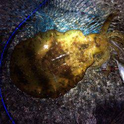 満月大潮アオリイカ６連発