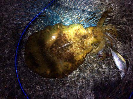 満月大潮アオリイカ６連発