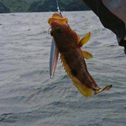 青物爆釣❗その2 何故こんなに釣れる‼️