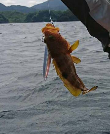 青物爆釣❗その2 何故こんなに釣れる‼️