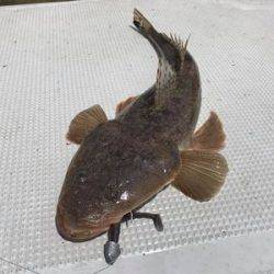 フィッシングガイド４５ 釣果