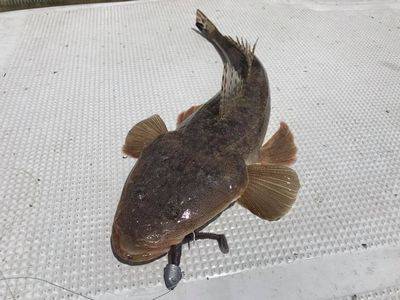 フィッシングガイド４５ 釣果