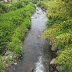 狩野川(狩野川漁業協同組合) 釣果