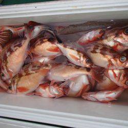 第二むつ漁丸 釣果