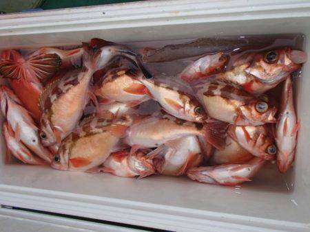 第二むつ漁丸 釣果