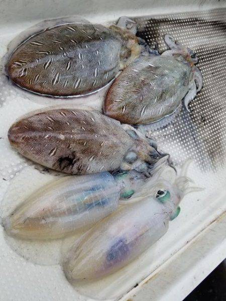 Magic(マジック) 釣果