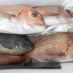 こうゆう丸 釣果