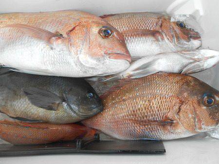 こうゆう丸 釣果