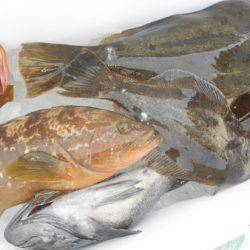 こうゆう丸 釣果