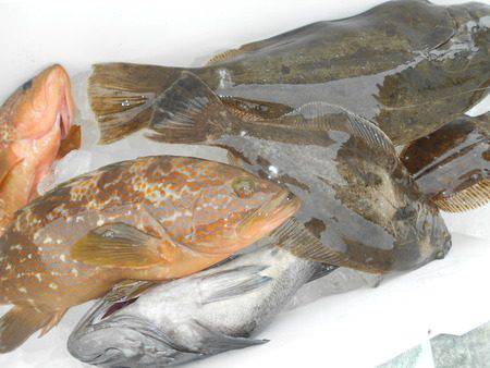 こうゆう丸 釣果