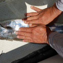 遊漁船 ニライカナイ 釣果