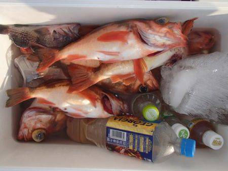 第二むつ漁丸 釣果