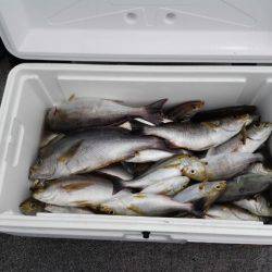 第二大福丸 釣果