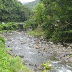 狩野川（狩野川漁業協同組合） 釣果