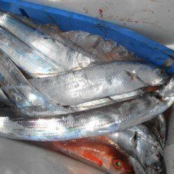 こうゆう丸 釣果