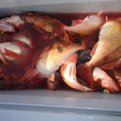 第二むつ漁丸 釣果