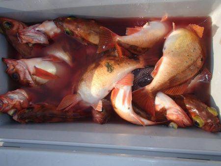 第二むつ漁丸 釣果