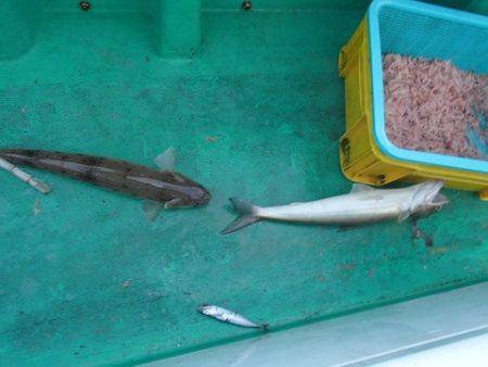 第二むつ漁丸 釣果