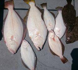 IDATEN（イダテン） 釣果