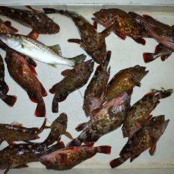 TOPGUN名古屋 釣果