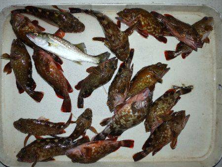 TOPGUN名古屋 釣果