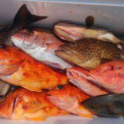 遊漁船 新鋭丸 釣果