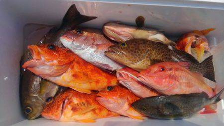 遊漁船 新鋭丸 釣果