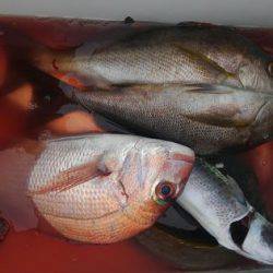 遊漁船 新鋭丸 釣果