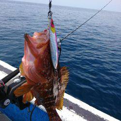 龍神丸(福井) 釣果