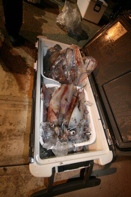 オーシャンズ　京都 釣果