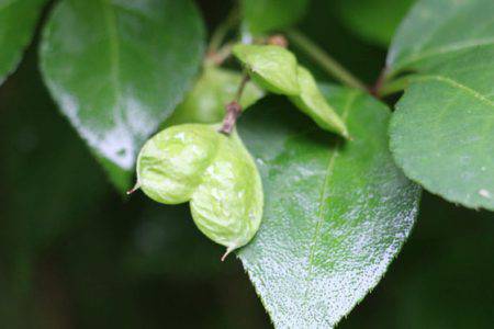 小菅トラウトガーデン 釣果