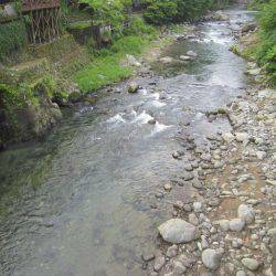 狩野川（狩野川漁業協同組合） 釣果