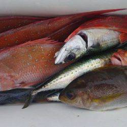 遊漁船 新鋭丸 釣果